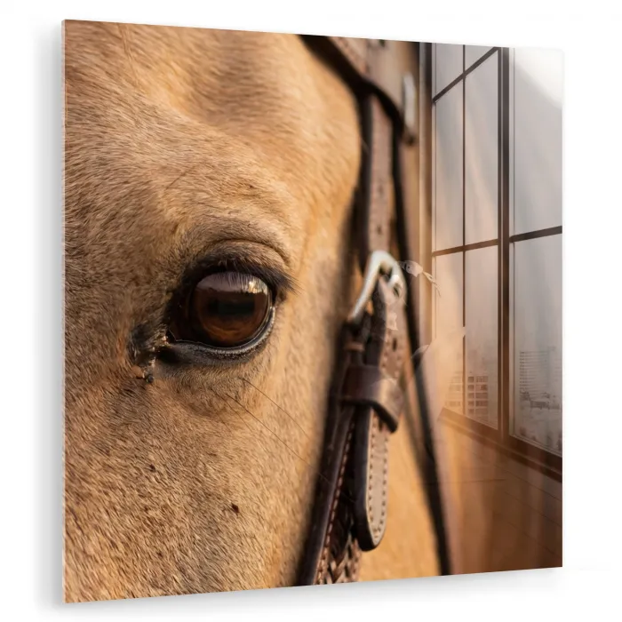 Paard - Oog - Bruin plexiglas 5mm klein -zzzproduct_nieuw