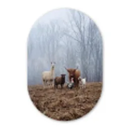 Boerderijdieren - Groep - Mist - Natuur - Rustiek Wandcirkel Ovaal Forex klein -3d