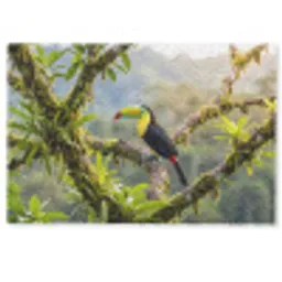 Toekan - Jungle - Natuur - Kleurrijk Deurmat klein -zkaufland3d