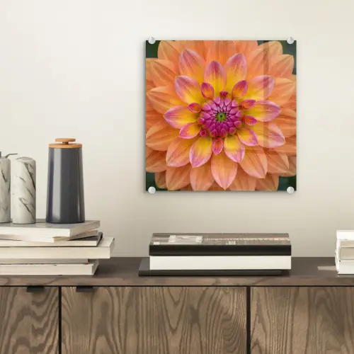 Dahlia - Bloem - Oranje plexiglas 5mm klein -sfeer1