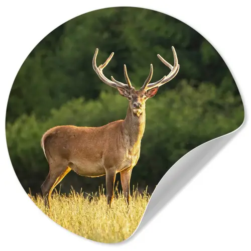 Hert - Gewei - Gras - Natuur - Dieren - Groen Wandcirkel behangsticker klein -3d