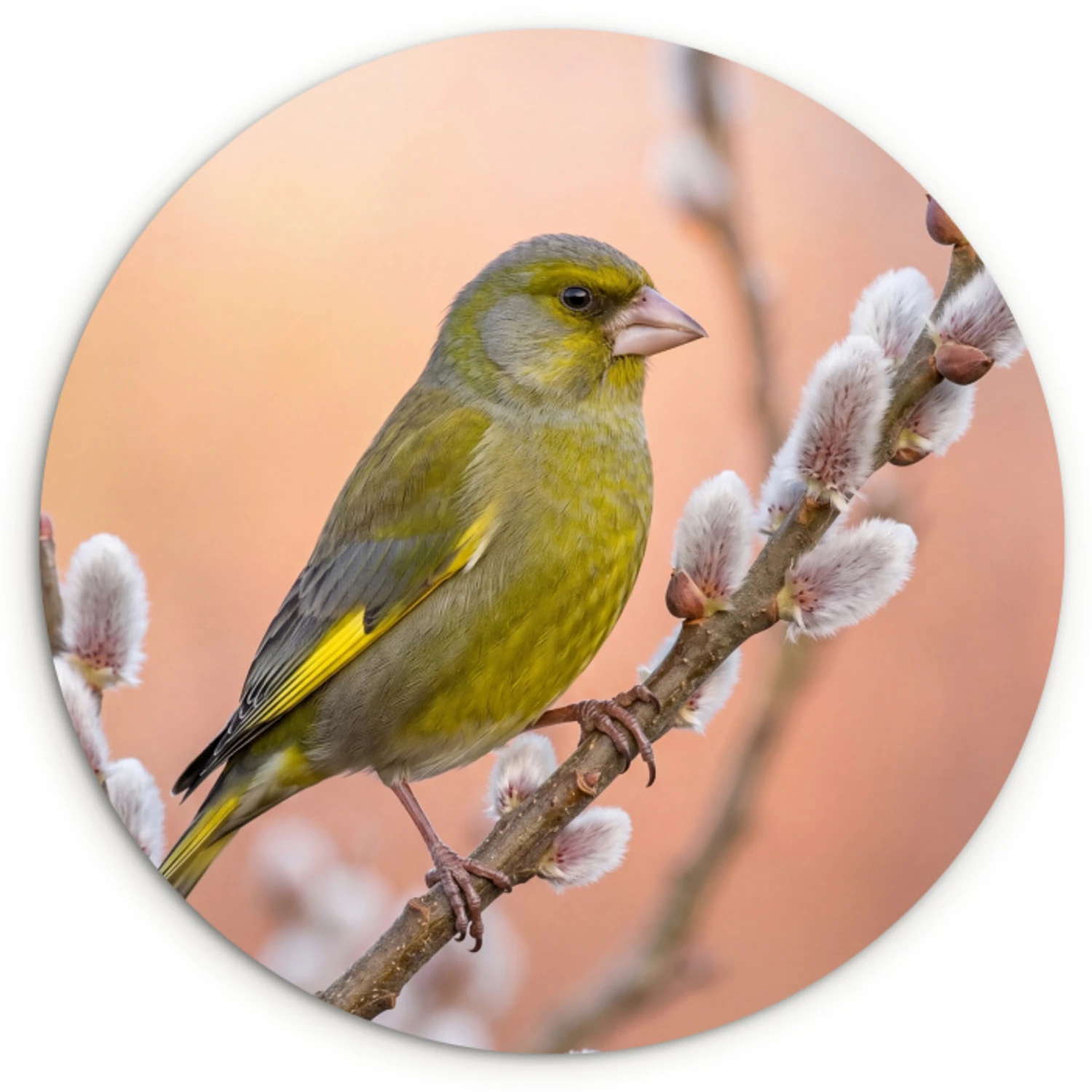 Groenling - Katjes - Lente - Natuur - Zacht Wandcirkel kunststof plaat 5mm dik klein -3d