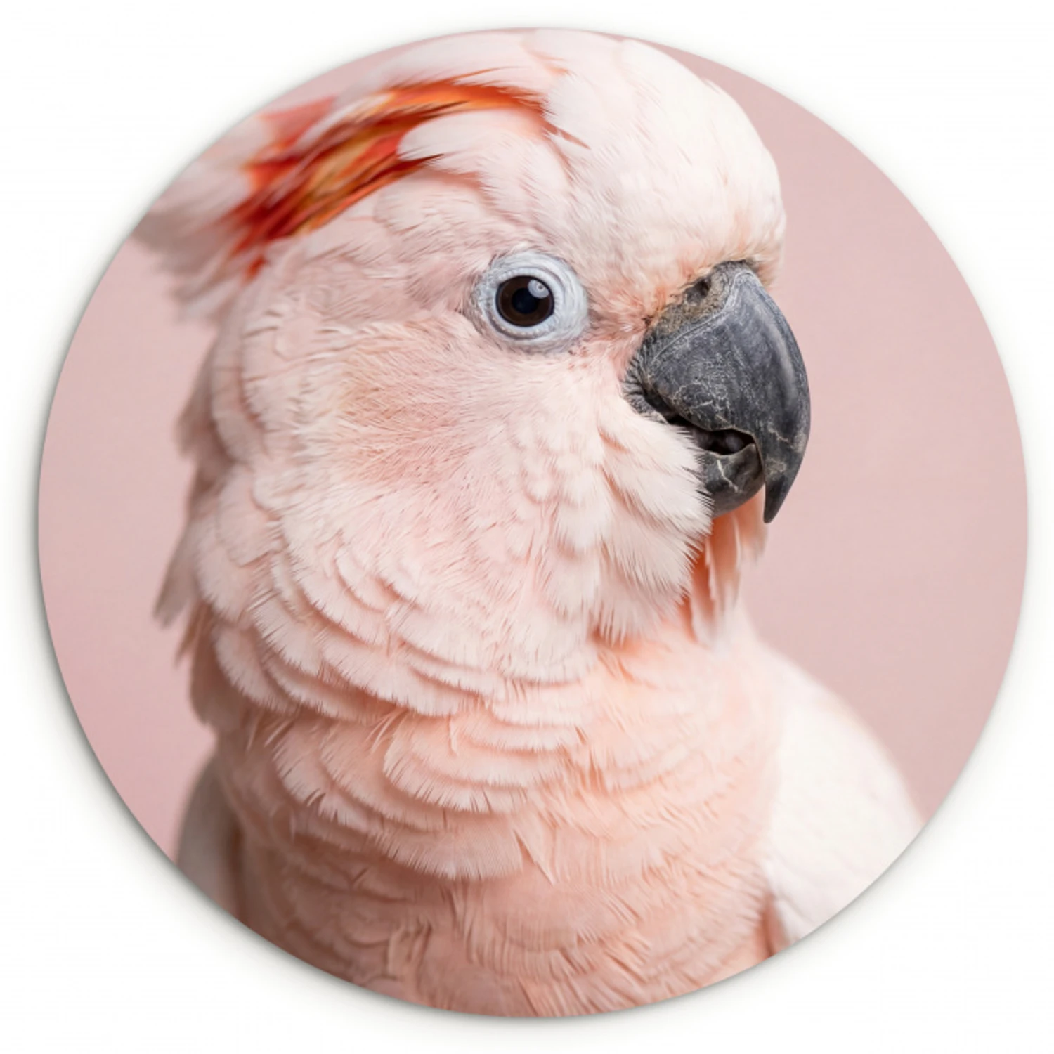 Kaketoe - Portret - Roze Wandcirkel kunststof plaat 5mm dik klein -3d