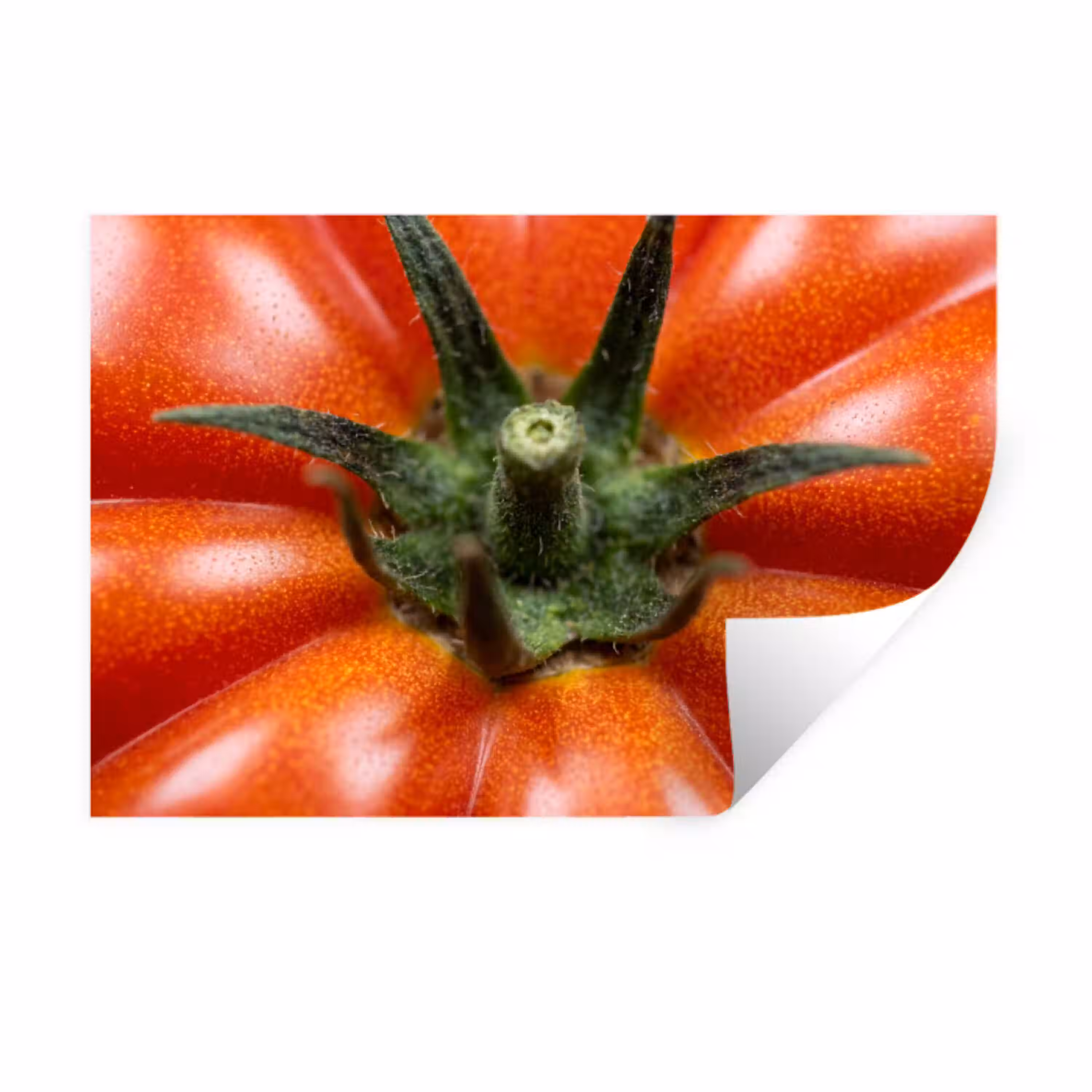 Eten - Tomaat - Rood Muursticker klein -3d