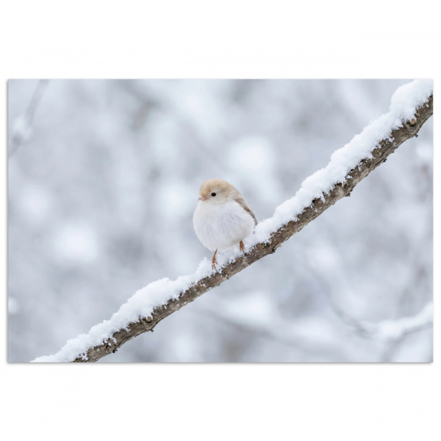 Vogeltje - Sneeuw - Tak - Winter - Zacht poster papier klein -3d