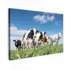 Koeien in de weide Tuinposter op houten frame 2 cm dik klein -3d