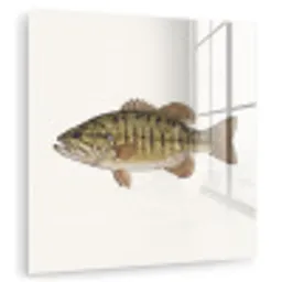 Vissen - Natuur - Vintage plexiglas 5mm klein -zzzproduct_nieuw