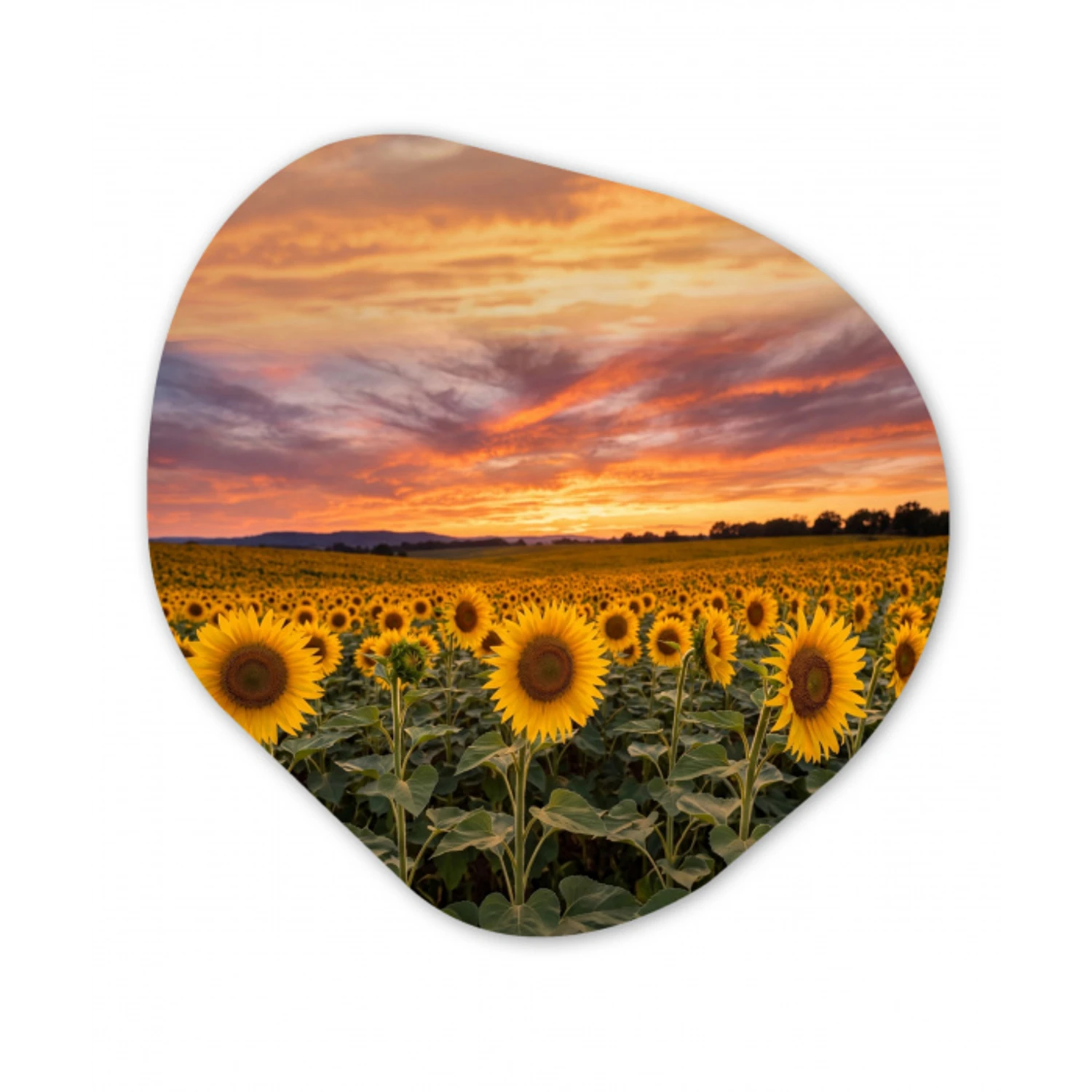 Zonnebloemen - Heuvellandschap - Geel Wandcirkel Organisch Forex 3mm klein -3d