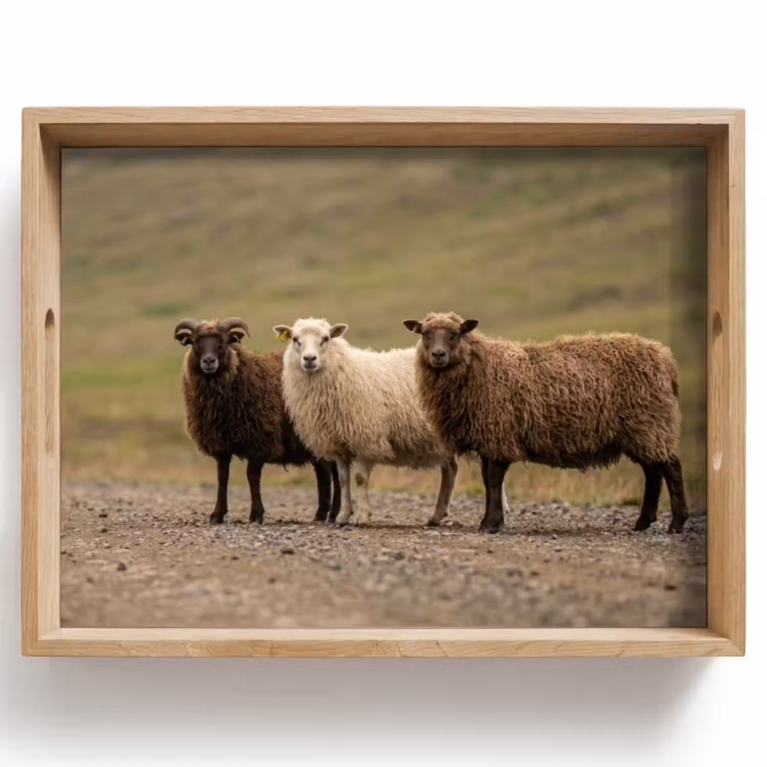 Dienblad - Schapen - Bruin - Wit - Grindpad