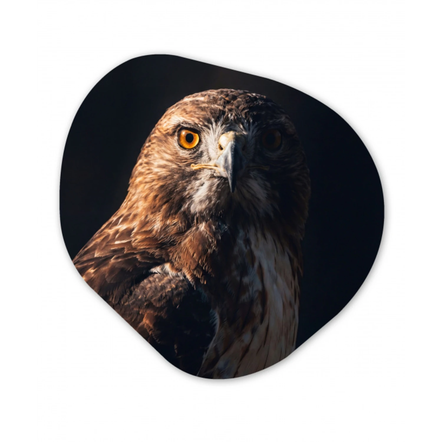 Roofvogel - Buizerd - Bruin Wandcirkel Organisch Forex 3mm klein -3d