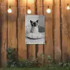 Kat - Siamees - Zwart Wit - Schattig - Dieren tuinposter los doek klein -sfeer1