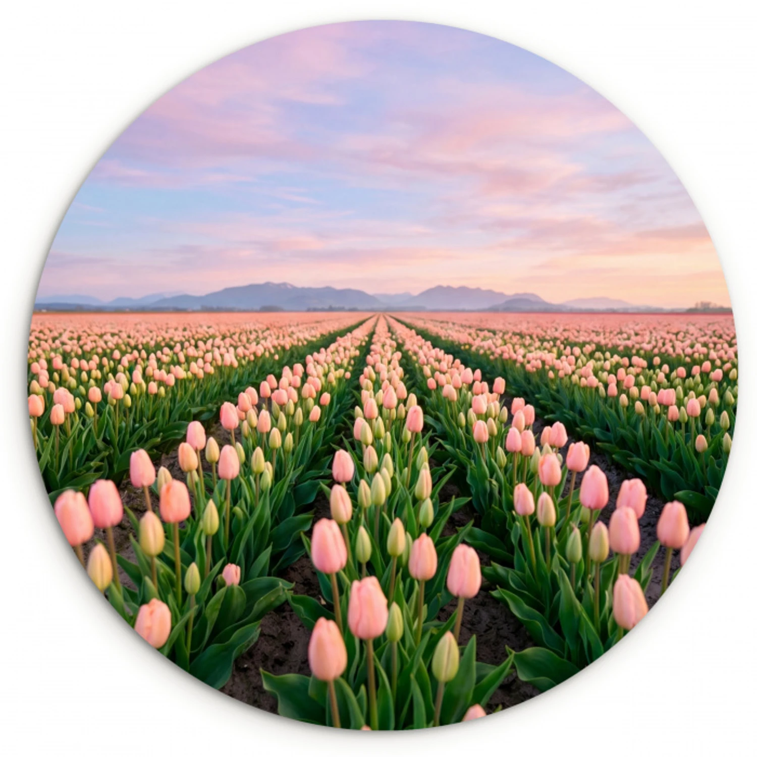 Tulpen - Landschap - Roze Wandcirkel kunststof plaat 5mm dik klein -3d