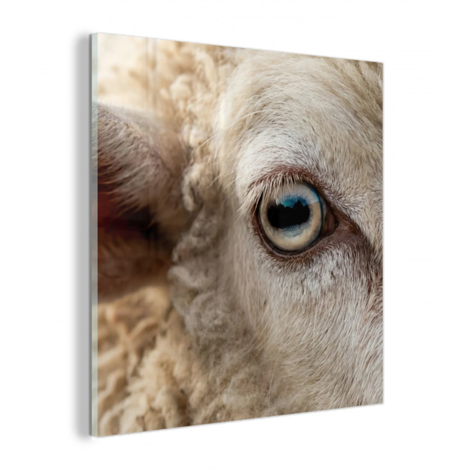 Schaap - Oog - Wit plexiglas 5mm klein -z3d