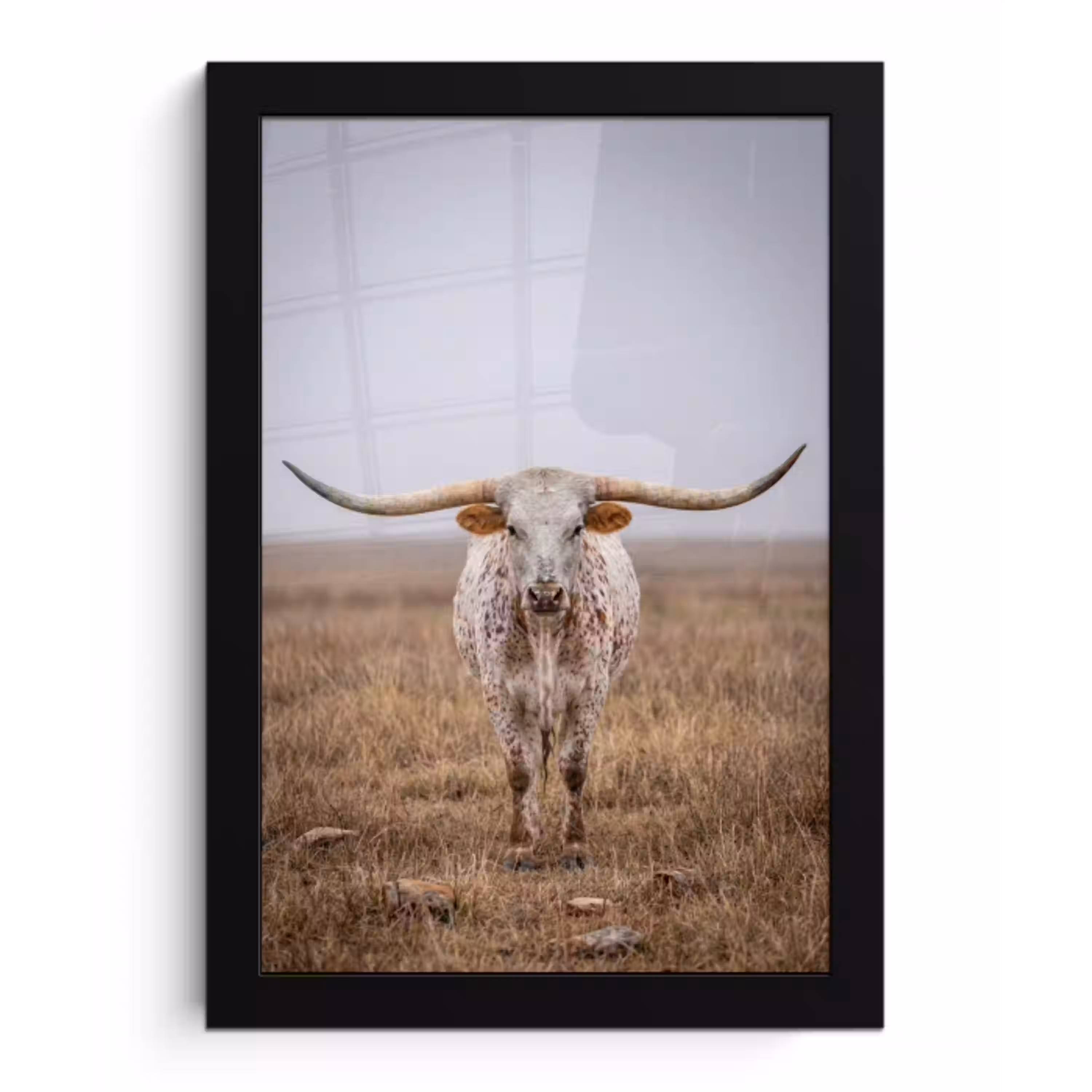 Longhorn - Grasveld - Dier fotolijst zwart zonder passe partout klein -3d
