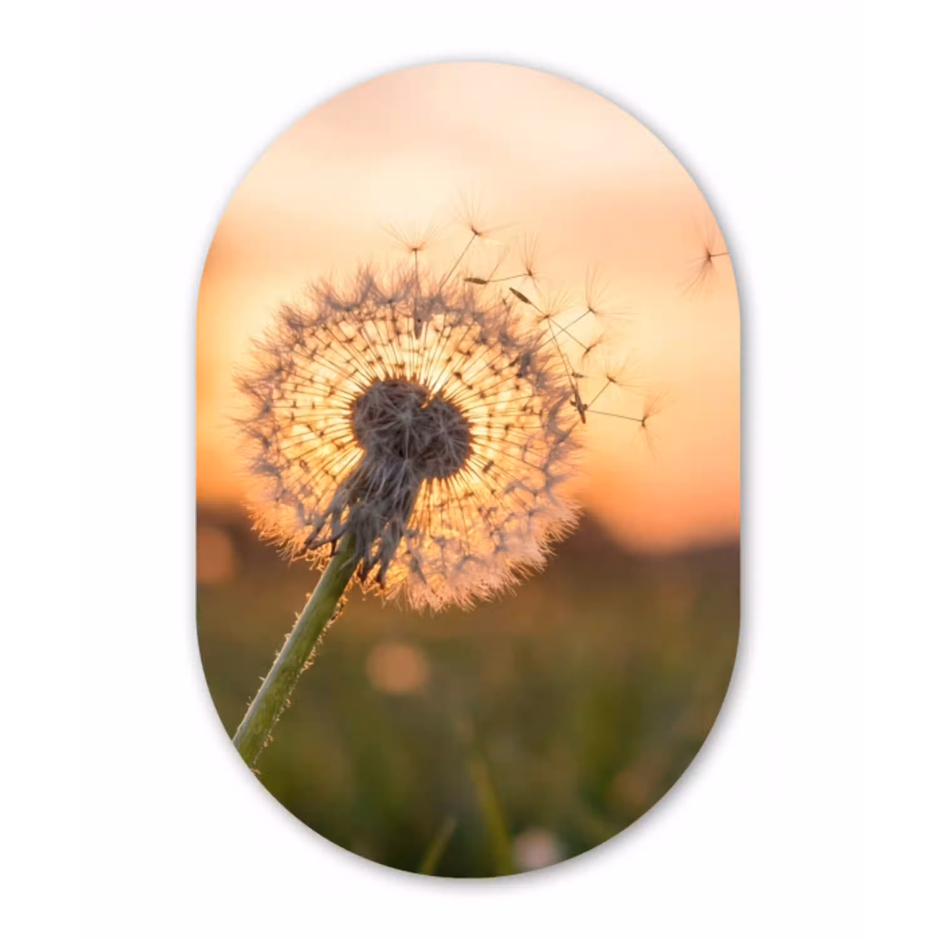 Paardenbloem - Zonsondergang - Veld Wandcirkel Ovaal Aluminium middel -3d
