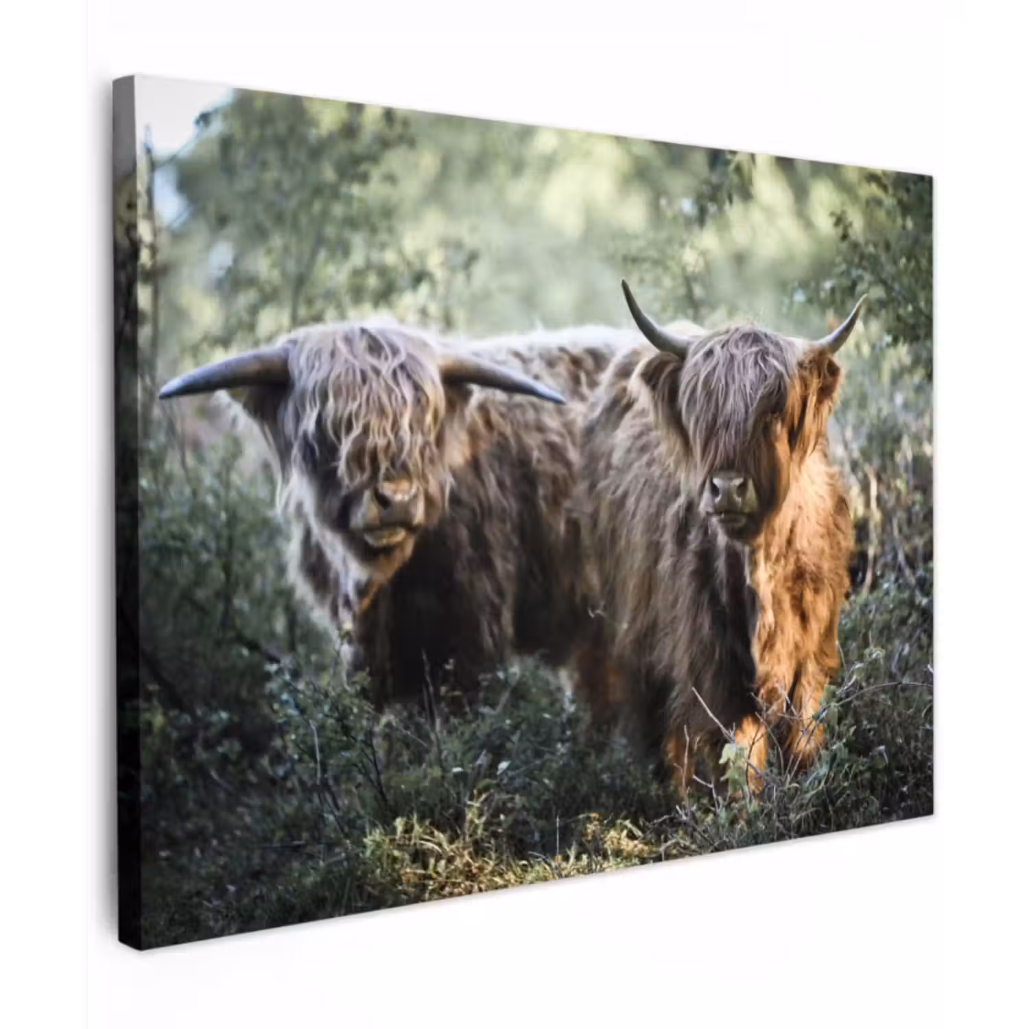 Canvas schilderij - Schotse Hooglanders - Bos - Dieren