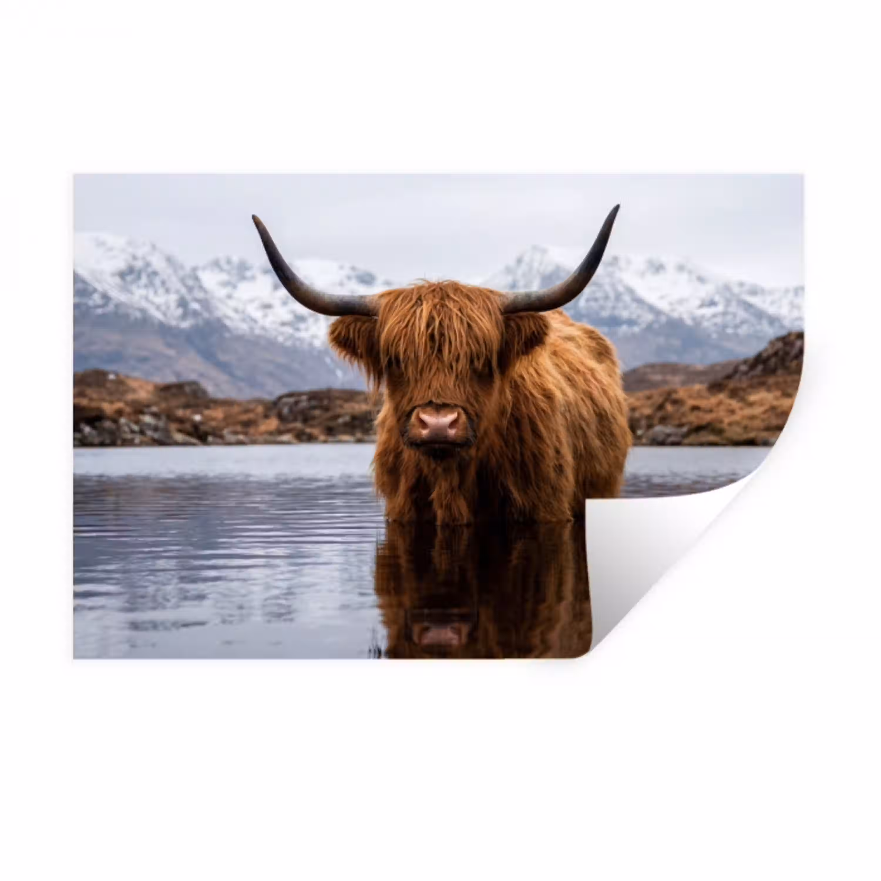 Schotse hooglander - Bruin - Water Muursticker klein -3d