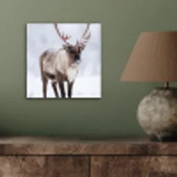 Rendier - Gewei - Toendra - Sneeuw - Wild aluminium wit klein -sfeer2