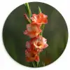 Bloem - Gladiolen - Zalmroze Wandcirkel kunststof plaat 5mm dik klein -3d