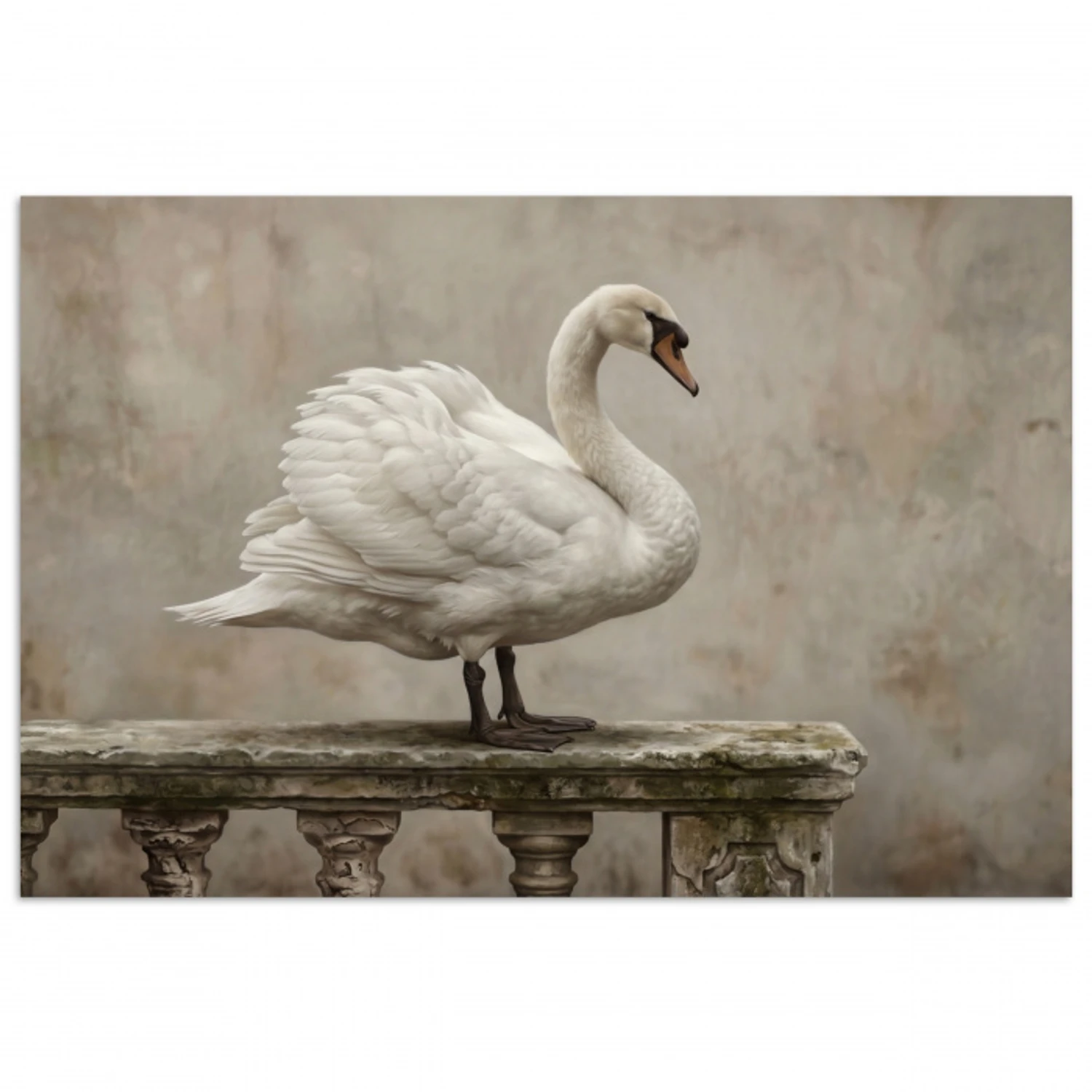 Zwaan - Elegant - Dieren - Wit poster papier klein -3d