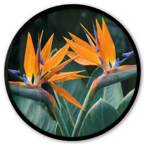 Paradijsvogel - Bloem - Exotisch Fotolijst rond zonder passe partout klein -3d