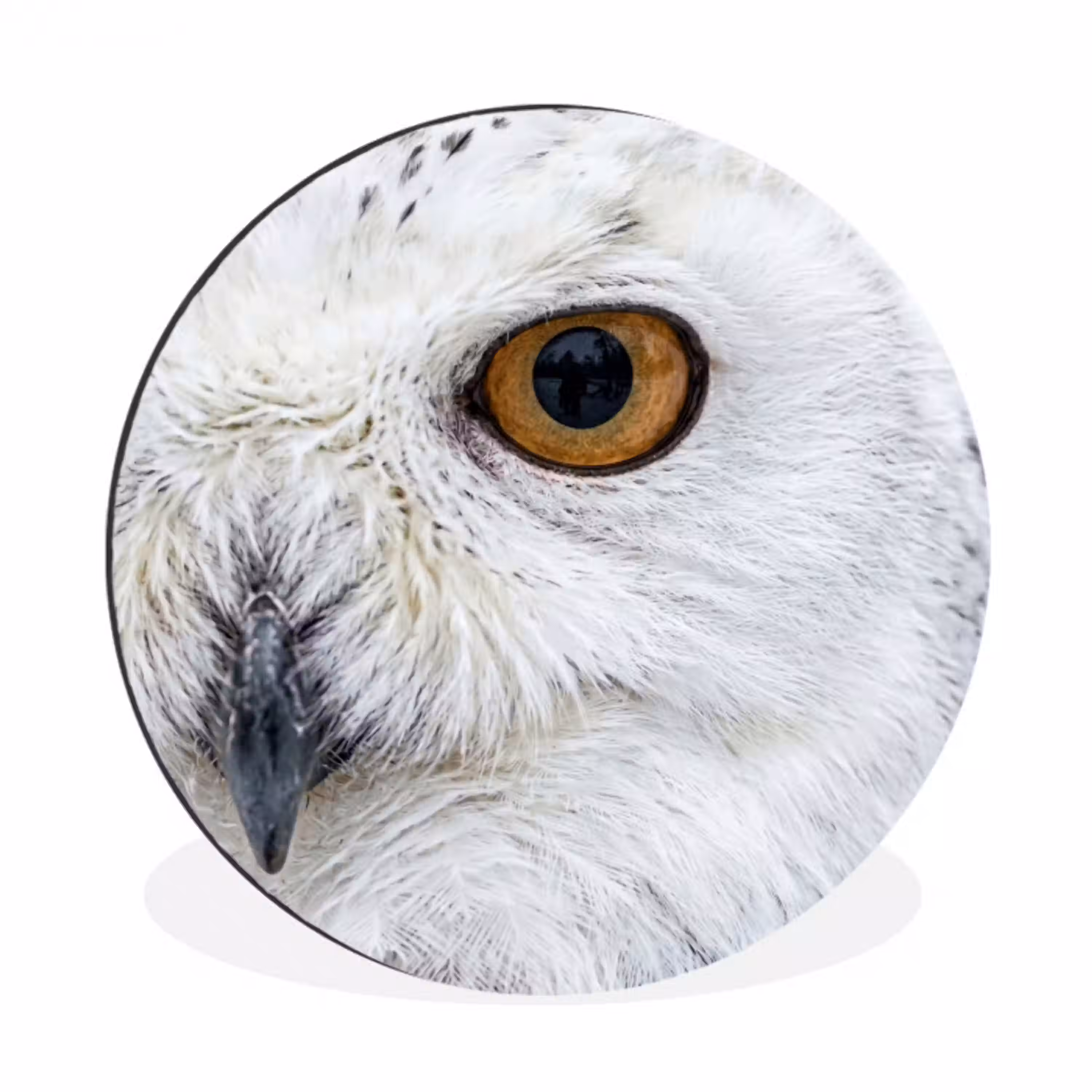 Sneeuwuil - Oog - Wildlife - Wit Wandcirkel aluminium klein -3d