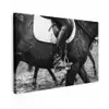 Paard - Sport - Zwart - Wit canvas 2cm klein -z3d