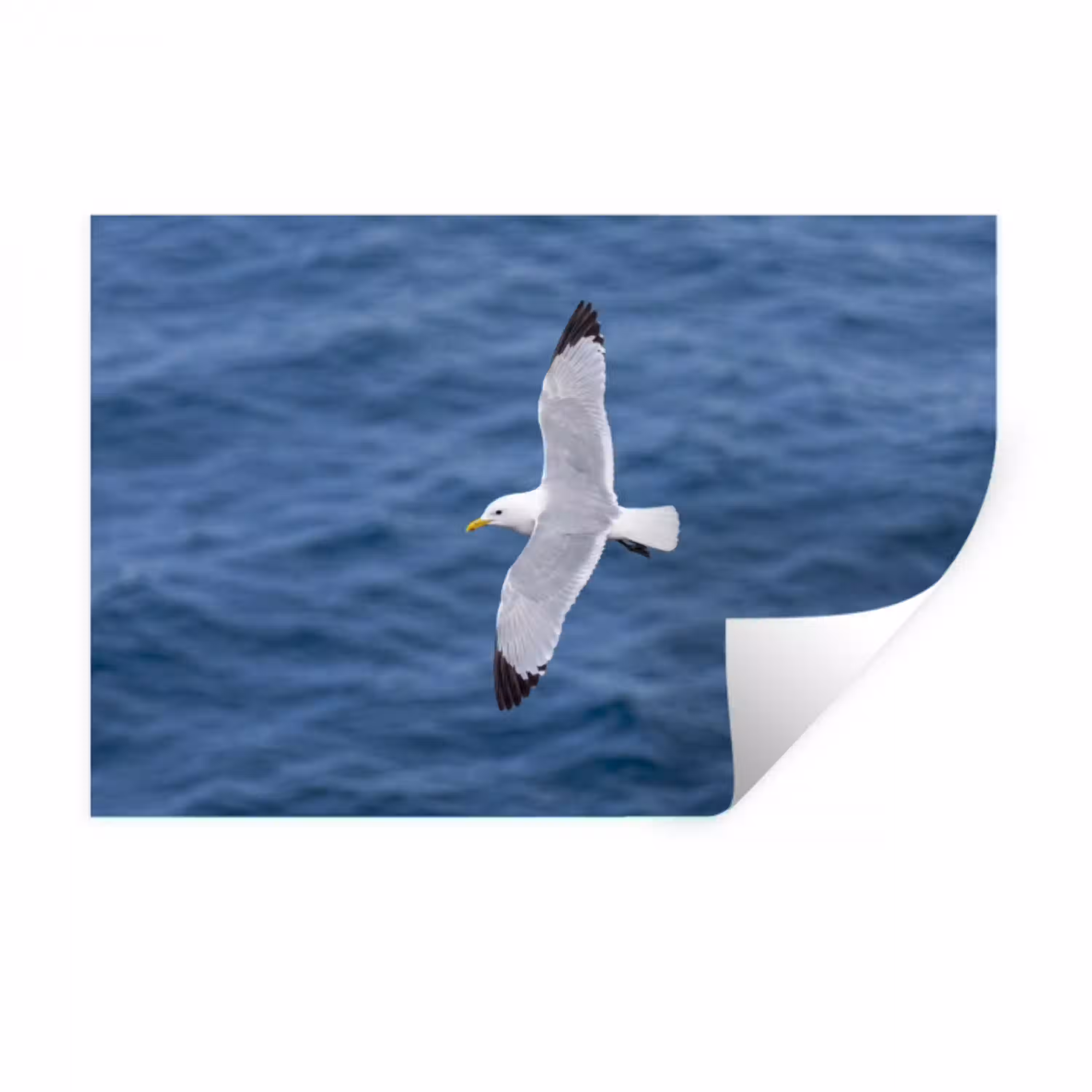 Zeemeeuw - Oceaan - Blauw Muursticker klein -3d
