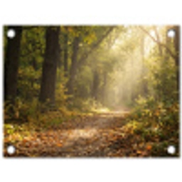 Zonlicht - Bospad - Bomen tuinposter los doek klein -3d