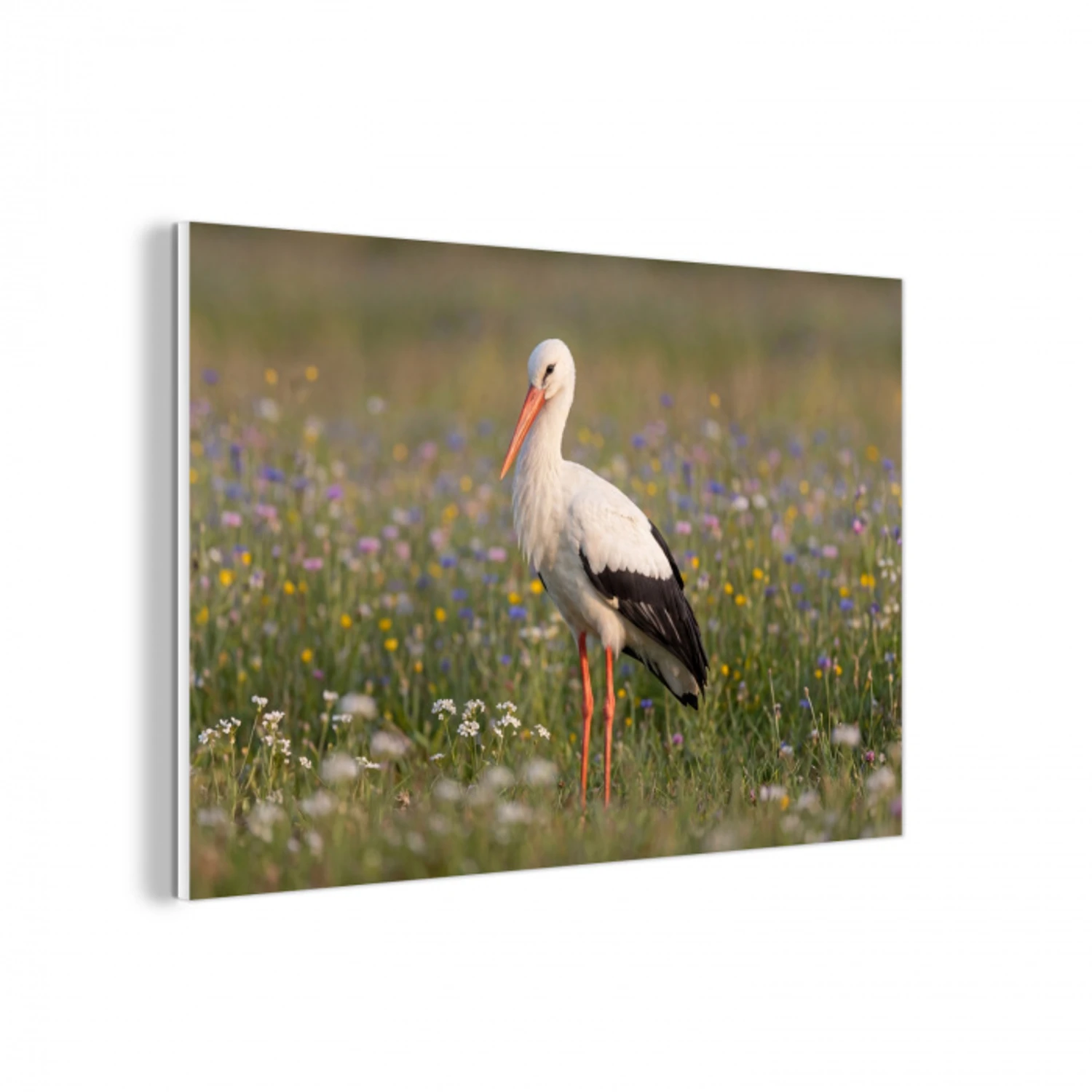 Ooienvaar - Bloemen - Weide - Kleurrijk forex 5mm xxl -3d