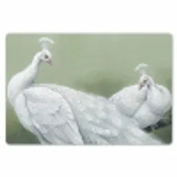 Pauwen - Wit - Natuur - Groen Placemat vinyl groot -zzsfeer1_Kitchenyeah-website