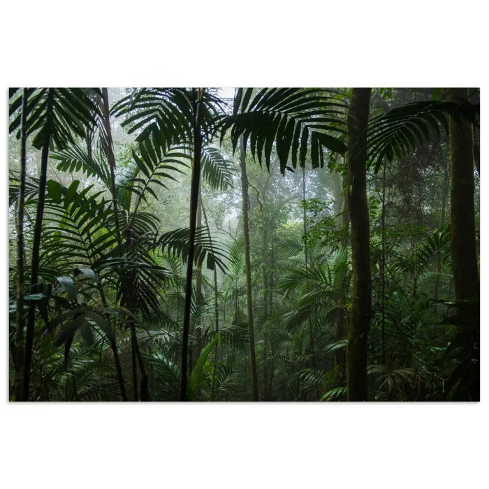 Regenwoud - Tropisch - Jungle - Bomen - Planten poster papier klein -3d
