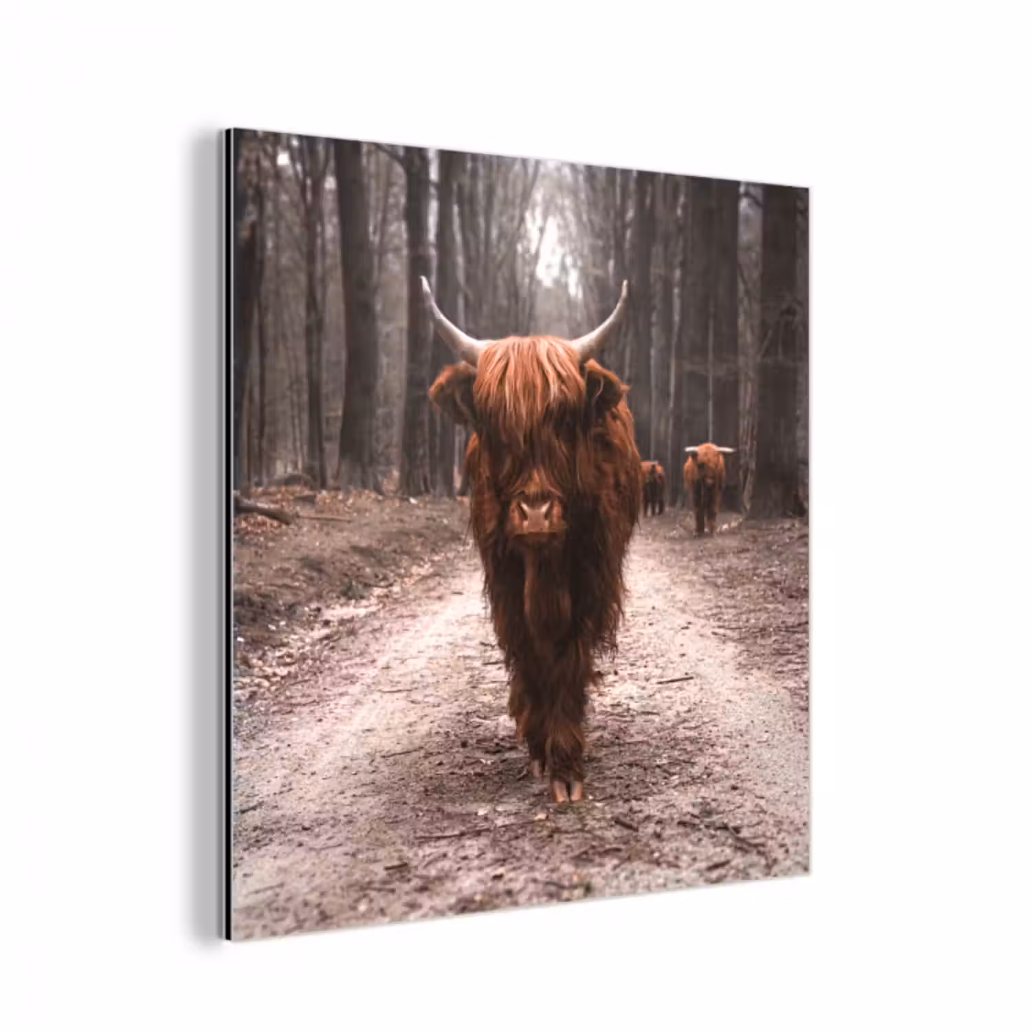 Alu-Dibond-Bild - Schottischer Hochländer - Wald - Kuh - Tiere - Natur