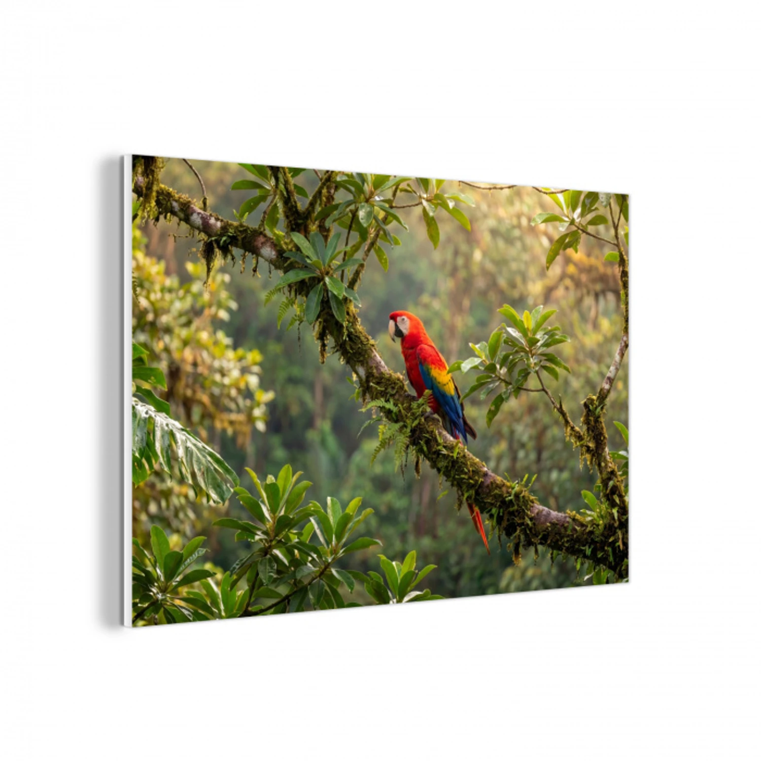Ara - Jungle - Rood forex 5mm xxl -3d