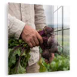 Bieten - Vers - Moestuin plexiglas 5mm klein -zzzproduct_nieuw