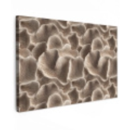 Waaiervorm - Beige - Vezel textuur Tuinposter op houten frame 2 cm dik klein 845 -3d