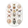 Retro - Spin - Ernst Haeckel - Spinnen Wandcirkel Ovaal Forex klein -3d