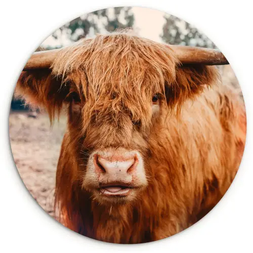 Koe- Schotse hooglander - Hoorns - Bruin - Landschap Wandcirkel kunststof plaat 5mm dik klein -3d