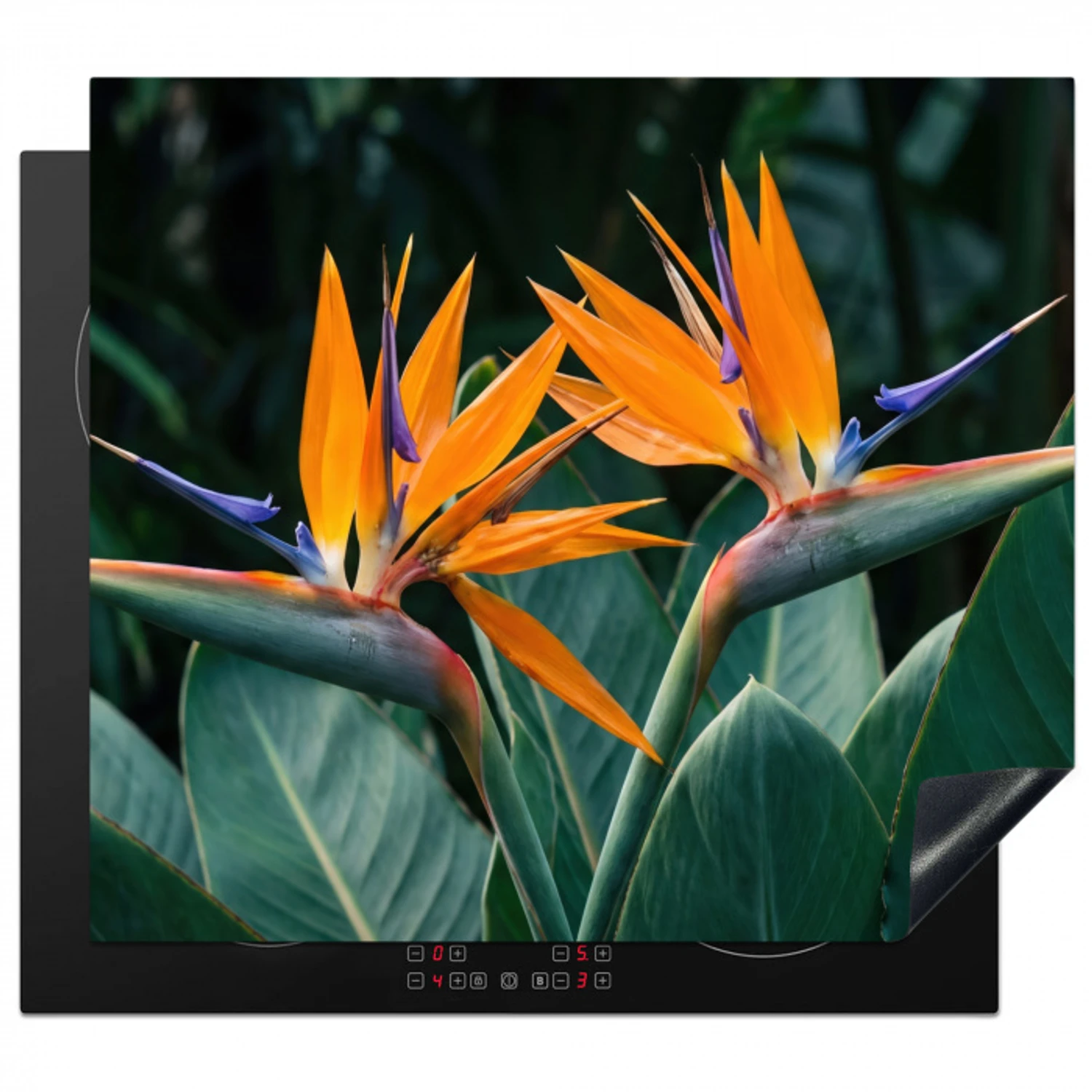 Paradijsvogel - Bloem - Exotisch Inductie beschermer vinyl 3mm middel -3d