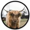Schotse Hooglander -  Koe - Gras - Dieren - Natuur Fotolijst rond zonder passe partout klein -3d