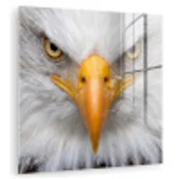 Amerikaans - Zeearend - Portret - Geel plexiglas 5mm klein -zzzproduct_nieuw