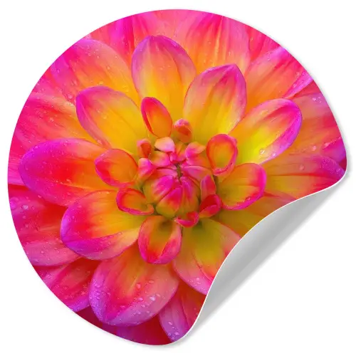 Roze - Dahlia - Kleurrijk Wandcirkel behangsticker klein -3d
