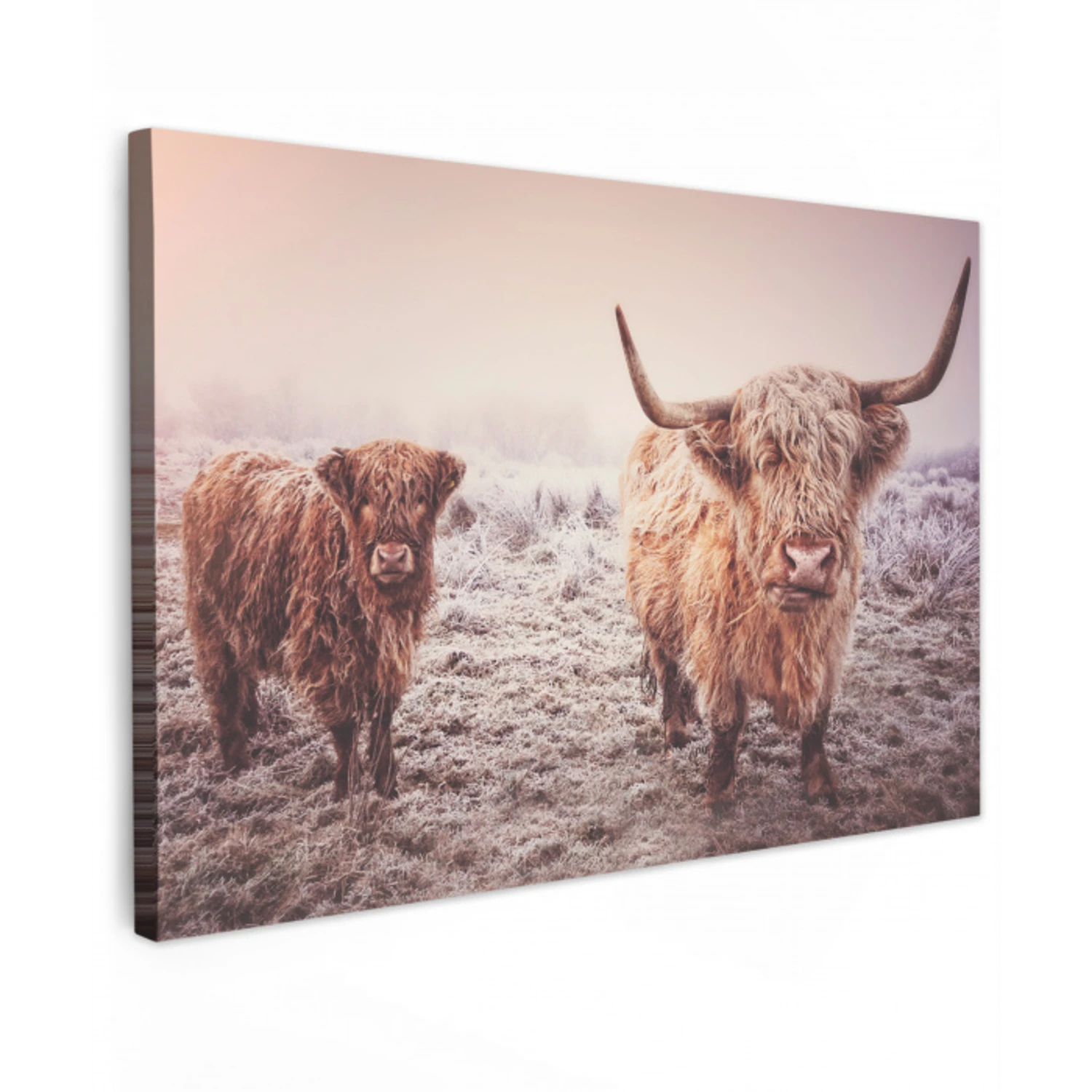 Schotse hooglanders - Licht - Lucht - Natuur Tuinposter op houten frame 2 cm dik klein -3d