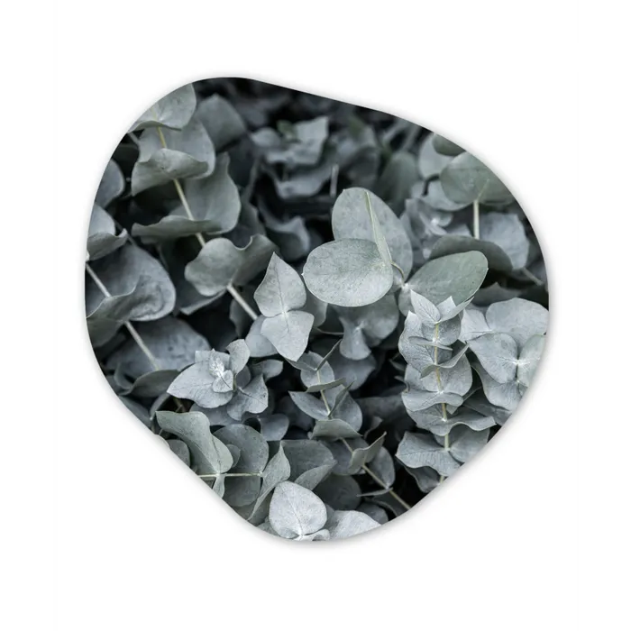 Natuur - Planten - Eucalyptus - Bladeren Wandcirkel Organisch Forex 3mm klein -3d