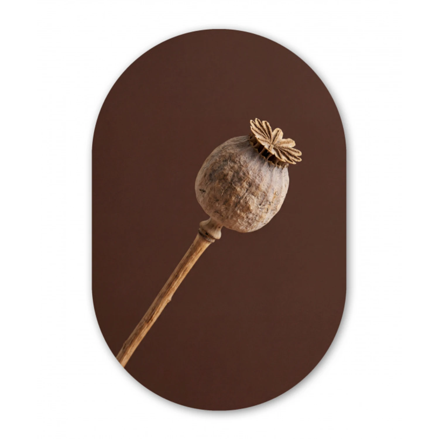 Papaverbol - Droogbloem - Bruin - Minimalistisch Wandcirkel Ovaal Forex klein -3d