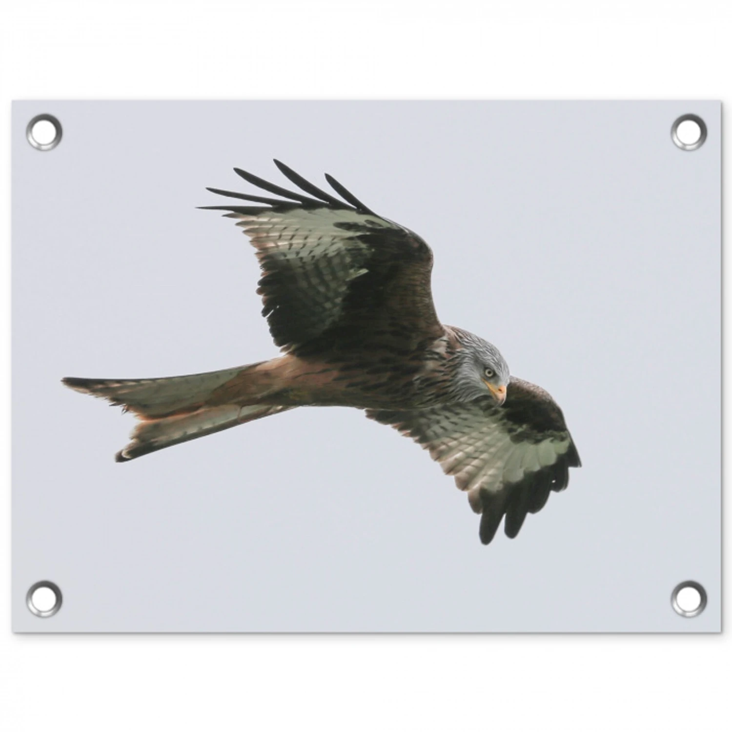 Vogel - Roofvogel - Vliegen tuinposter los doek klein -3d