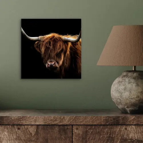 Schotse Hooglander - Horens - Zwart - Dieren - Natuur - Wild - Koe aluminium wit klein -sfeer2