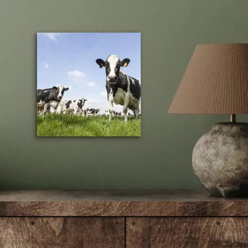 Koeien - Gras - Dieren - Zon - Boerderij aluminium wit klein -sfeer2