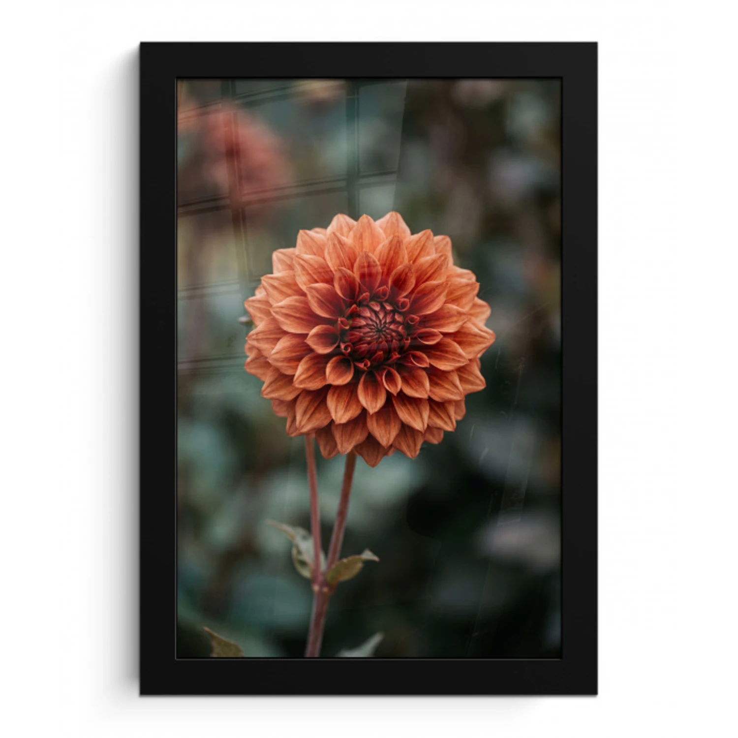 Dahlia - Bloem - Natuur - Sfeervol fotolijst zwart zonder passe partout klein -3d