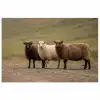 Schapen - Bruin - Wit - Grindpad poster papier klein -3d